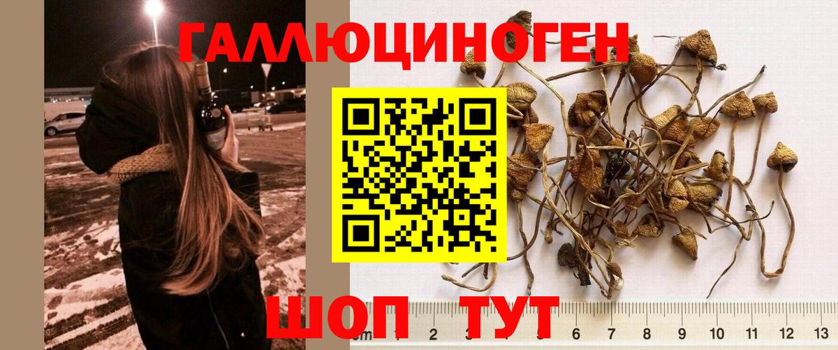 Галлюциногенные грибы Psilocybine cubensis Сорочинск